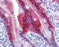 AKR1B10 Antibody (clone 1A6)